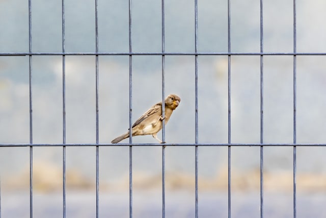 צילום: ספיר בן עמי