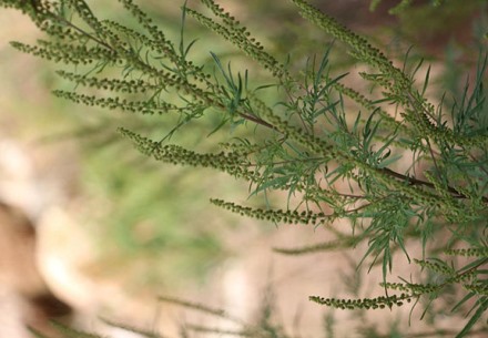 האמברוסיה מתפשטת במהירות וגורמת להמון נזקים! צילום: שני גלייטמן, קקל