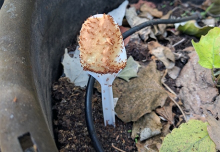 ניטור נמלת האש באמצעות חמאת בוטנים. צילום: אור אלרון, מדור בריאות היער, אגף הייעור