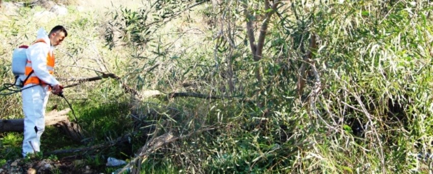 קקל עוסקת בהדברת שיטה כחלחלה ביער נווה אילן. צילום: קקל