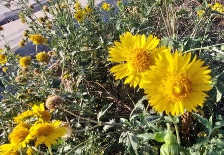 טיונית החולות פולשת... ופולשת. צילום: טובית שפירא