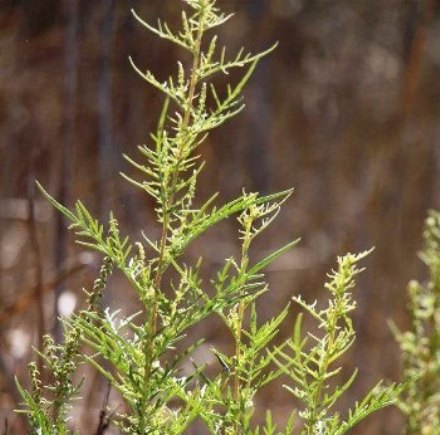 לא מפסיקה לפלוש לסביבה. צילום: שני גלייטמן, קקל
