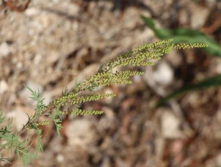 קקל פועלת רבות למען הדברת האמברוסיה, וגם אתם יכולים לעזור. צילום: שני גלייטמן, קקל
