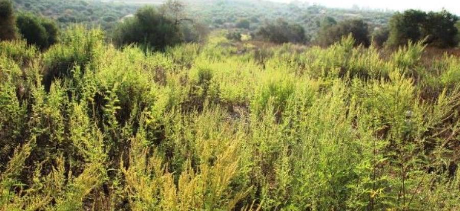אמברוסיה מתפשטת ביער. צילום: שני גלייטמן, קקל