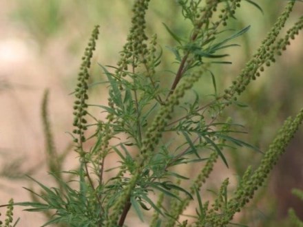 רואים רק אותה. אמברוסיה מכונסת. צילום:שני גלייטמן