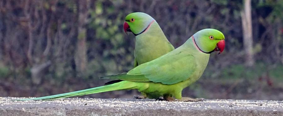 משתלטות על קנים של ציפורים אחרות: הדררות. צילום: pixabay