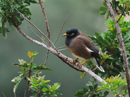 מאינה מצויה: שוחררה מכלובים ועכשיו היא נמצאת בכל מקום. צילום: pixabay