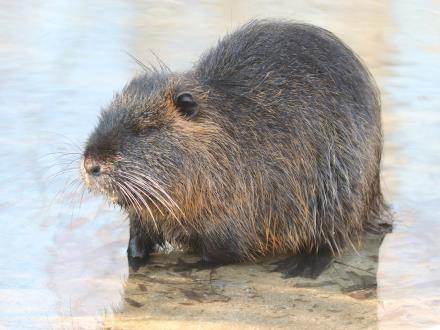 נוטרייה. הובאה לישראל על ידי האדם. צילום: pixabay