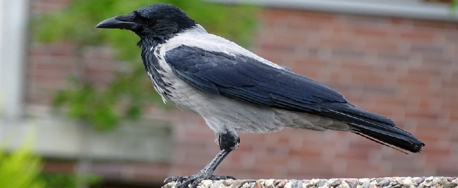 עורב אפור: כובש שטחים של בעלי כנף אחרים וגורמם לנזקים סביבתיים. צילום: pixabay