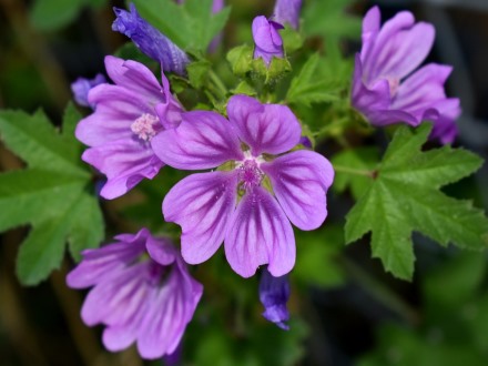 חלמית מצויה – חוביזה בהתקפה מתפרצת בכל מקום אפשרי. צילום: pixabay