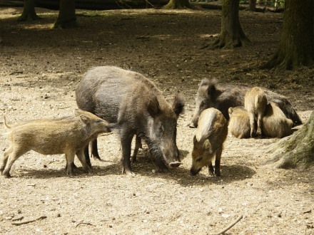 פירות, פטריות, חסרי חוליות ועוד... ועוד... חזיר בר אוהב לאכול הכול. צילום: pixabay