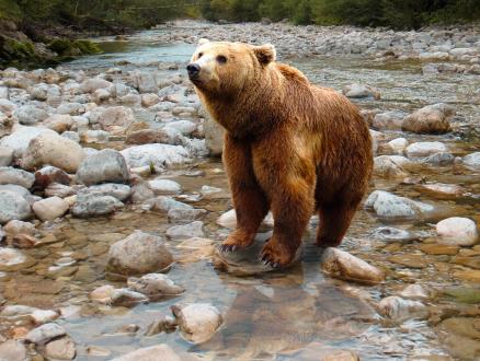 דוב חום. נכחד מנופי ארצנו. צילום:  pixabay