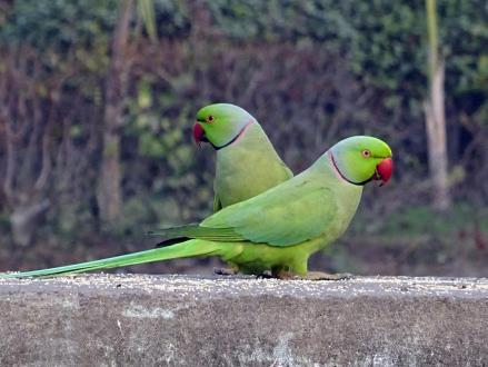 דררה מצויה. מין פולש שמשתלט על קנים של אחרים ודוחק את המינים המקומיים. צילום: pixabay
