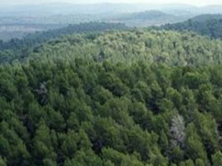 יער עופר – כולל מגוון מינים רחב של צמחייה. צילום: ארכיון הצילומים של קקל