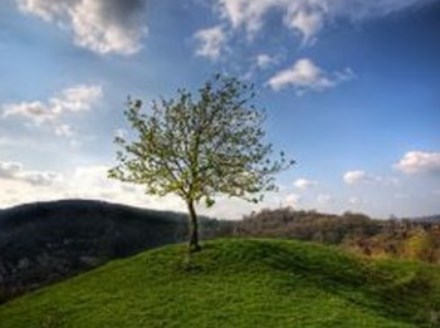 הצמחים מעשירים את עולמנו בחמצן. צילום: SXC