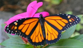 היו כמו פרפרים ועשו דבר אחד קטן למען הסביבה. צילום: pixabay