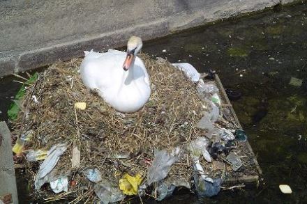 ברווז מצוי מקנן על ערימת שקיות פלסטיק. צילום: ויקיפדיה