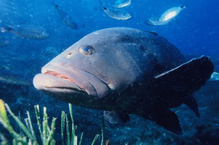 דקר הסלעים (לוקוס). הים התיכון הוא הבית שלו. צילום: ויקימדיה