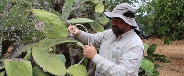 דר אלכס פרוטסוב מניח את הצנצנת על שיח הצבר הפגוע. צילום: יואב דביר