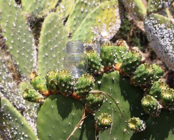 זבובים הונחו על מעונם החדש. בתיאבון! צילום: יואב דביר
