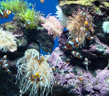 מערכת אקולוגית במעמקי הים. צילום: freeimages