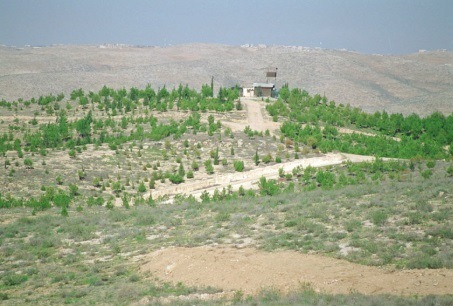 יער מיתר בצמיחה. צילום: ישראל סיני, ארכיון הצילומים של קקל