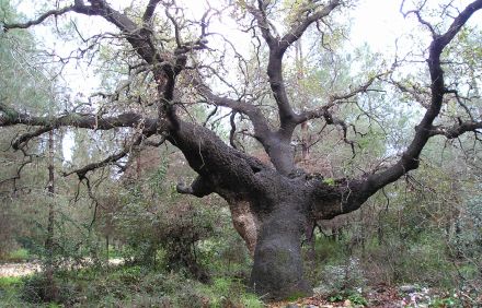 אלון תבור בחירבת עבאס. צילום: ארכיון הצילומים של קקל