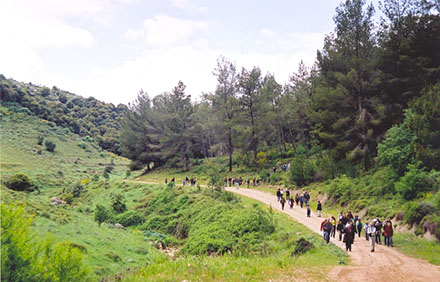 צועדים ביער ברעם. צילום: ארכיון הצילומים של קקל