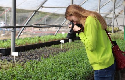 משתלת אשתאול של קקל. צילום: יואב דביר, ארכיון הצילומים של קקל
