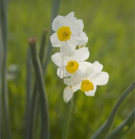 כבר פורחים נרקיסים. צילום: אייל ברטוב
