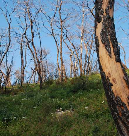 הצמחייה משקמת את עצמה: יער הכרמל מתחדש. צילום: יוליה אולשינסקי, ארכיון הצילומים של  קקל