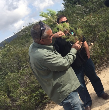 מדללים: אורן צעיר. צילום: אנצ'ו גוש, ארכיון הצילומים של קקל
