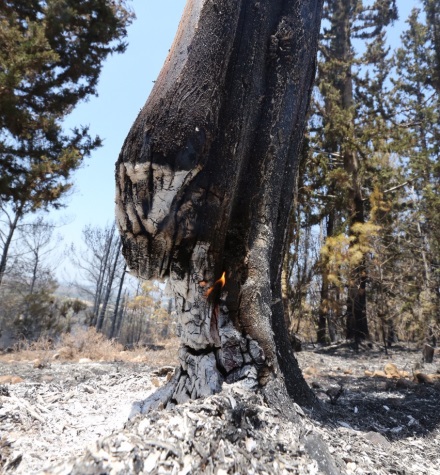 הברוש שעמד לבדו מול האש. צילום: גלעד מסטאי
