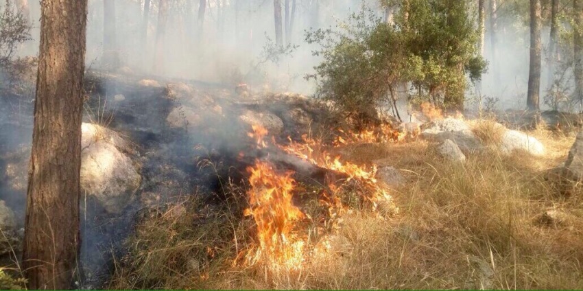 השריפה משתוללת. צילום: ארכיון הצילומים של קקל