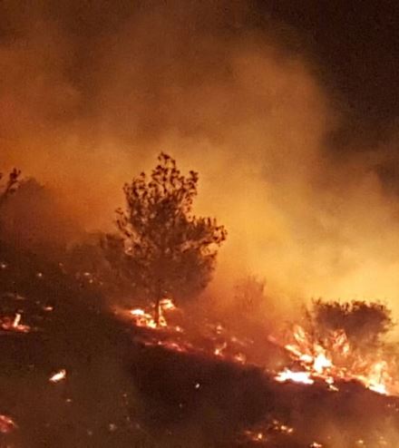 שטחי יער שלמים התכלו. אנחנו נאבקים על כל חלקה. צילום: ציון ביטון, ארכיון הצילומים של קקל
