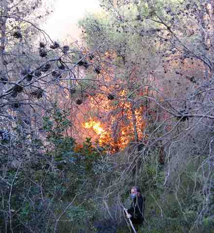 אש בחלקת יער. צילום: ארכיון הצילומים של קק''ל