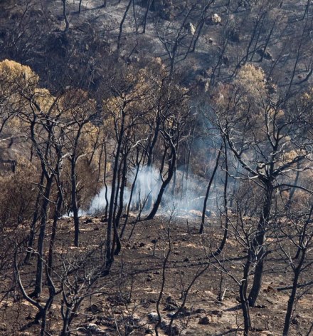 יער שנשרף. צילום: אלבטרוס, ארכיון הצילומים של קקל