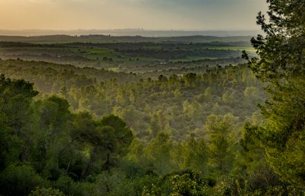 יער בירייה. צילום: אילן שחם