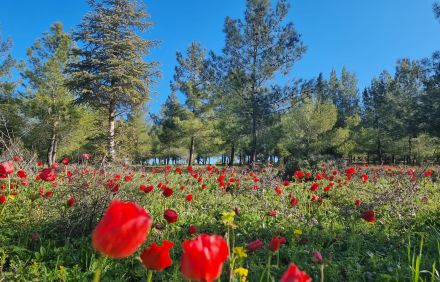 צילום: מיטל קציר, ארכיון הצילומים של קקל