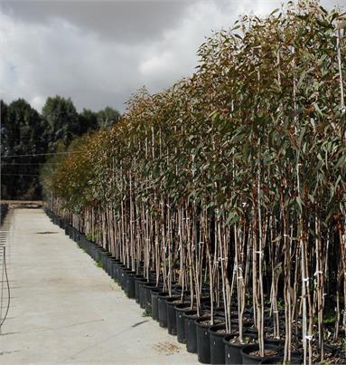 800,000 שתילים בשנה, משתלת גילת. צילום: דייב בוימוביץ, ארכיון הצילומים של קקל