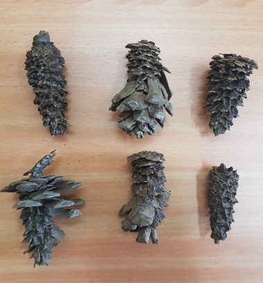 אצטרובלים שנאכלו על ידי חולדות. צילום: מירב כורה חזן