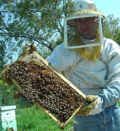 כוורן ביערות קקל. צילום: מיכאל חורי, ארכיון הצילומים של קקל