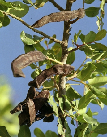 פירות חרוב. צילום: אבי הירשפלד, ארכיון הצילומים של קקל