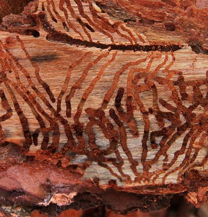 מחילות שחפרו זחלי חיפושיות הקליפה. צילום: יעקב שקולניק, ארכיון הצילומים של קקל