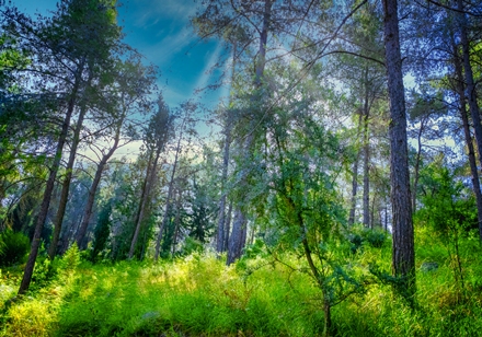 צילום: ארכיון הצילומים של קקל