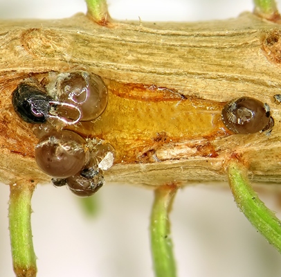 מצוקוקוס ארץ ישראלי. צילום: צבי מנדל
 ארכיון הצילומים של קקל