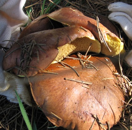 פטריית האורנייה. יחסי סימביוזה עם האורן. צילום: פנינה לבני, ארכיון הצילומים של קקל