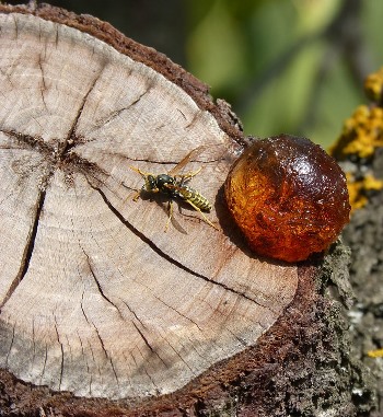 שרף. מאפשר לפציעות בעץ להגליד. צילום: pixabay