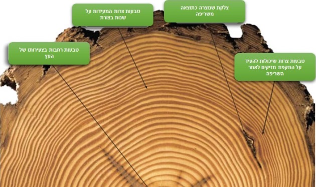 טבעות העץ. עיבוד תמונה: יניב זליג, קק