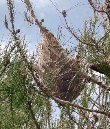 קן של תהלוכן האורן. צילום: ארכיון הצילומים של קקל